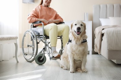 Photo of Service dog and woman in wheelchair at home, selective focus