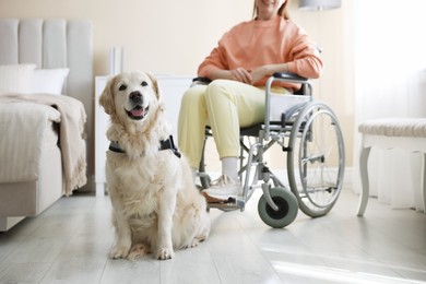 Photo of Service dog and woman in wheelchair at home, selective focus