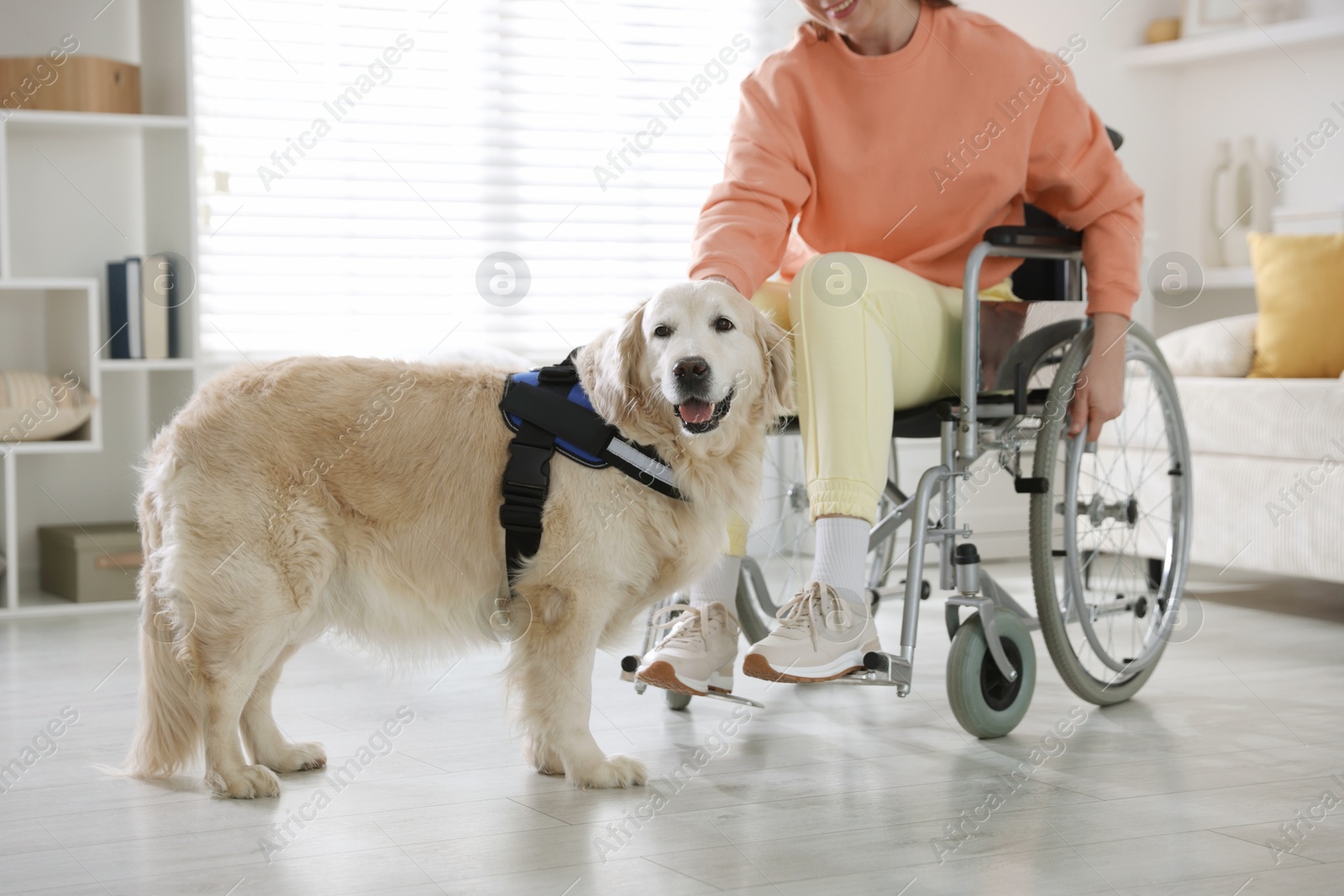 Woman in wheelchair with her service dog at home, closeup Photo of Woman in wheelchair with her service dog at home, closeup