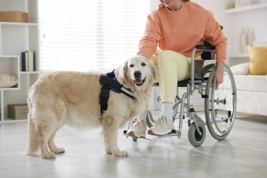 Photo of Woman in wheelchair with her service dog at home, closeup