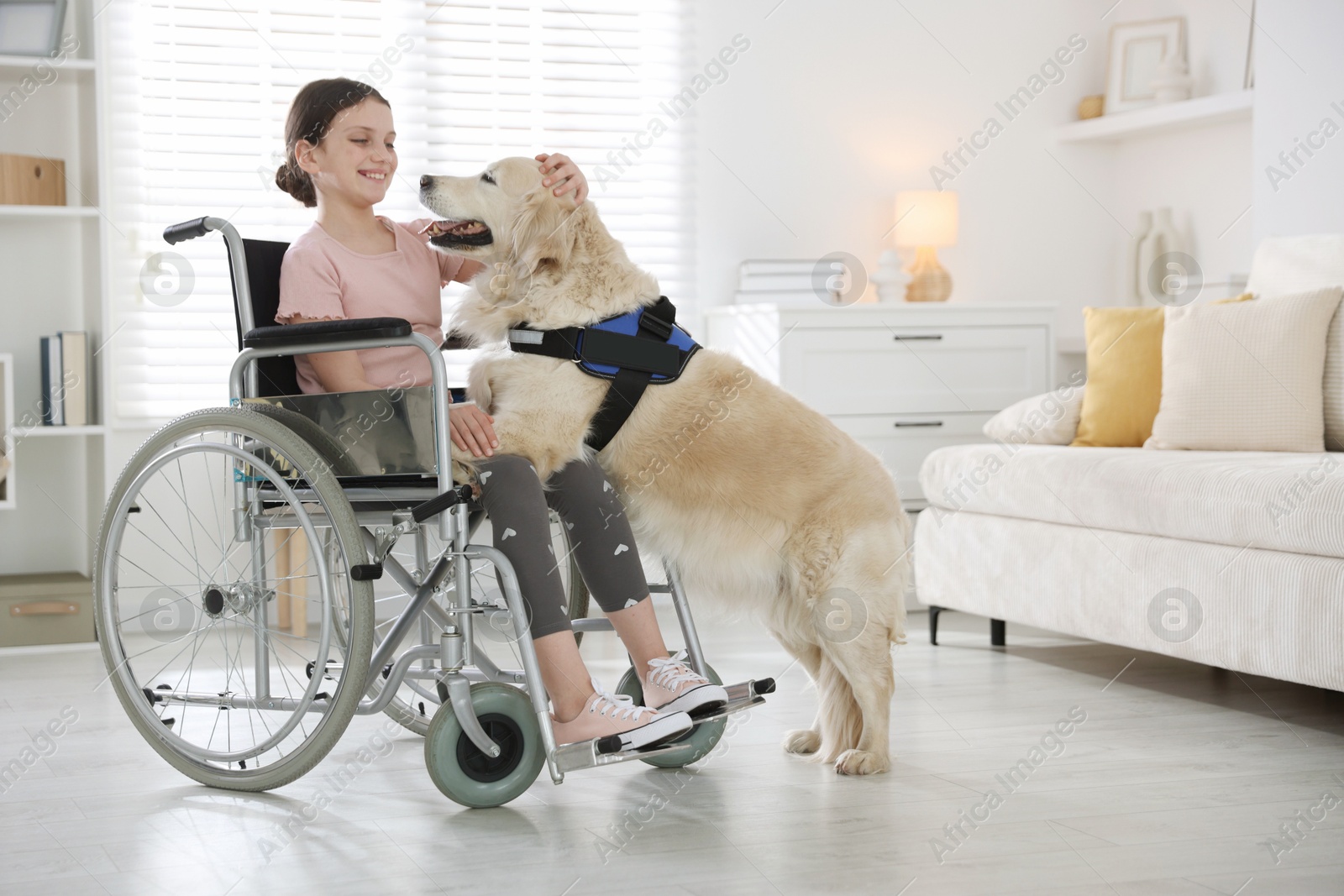 Photo of Girl in wheelchair with her service dog at home. Space for text