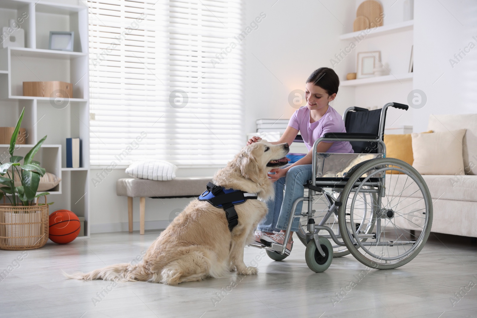 Girl in wheelchair with her service dog at home. Space for text Photo of Girl in wheelchair with her service dog at home. Space for text