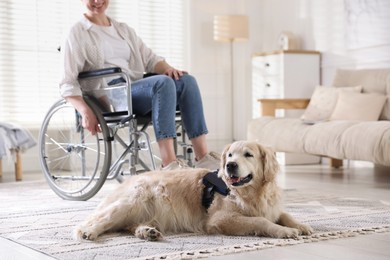 Photo of Service dog and woman in wheelchair at home, selective focus