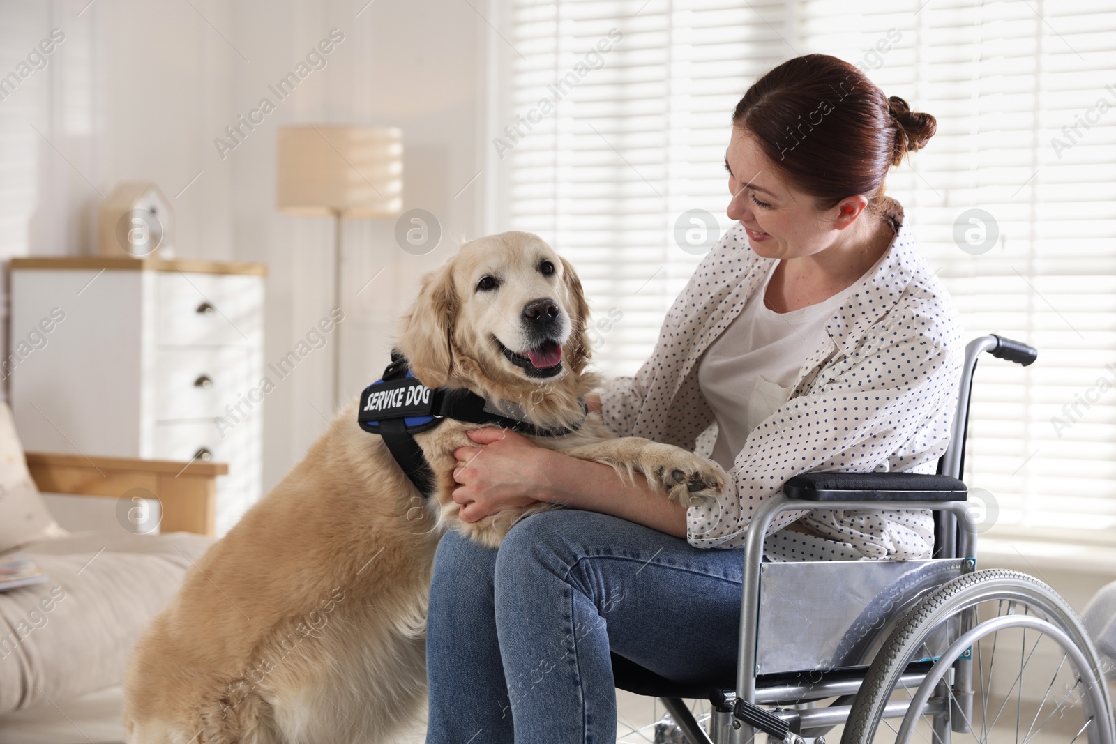 Woman in wheelchair with her service dog at home Photo of Woman in wheelchair with her service dog at home