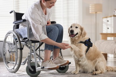 Photo of Service dog giving paw to woman in wheelchair at home