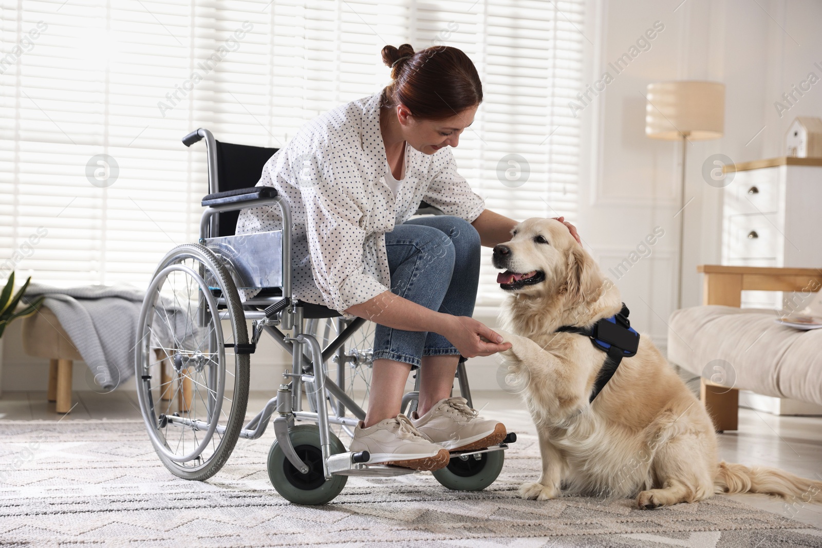 Service dog giving paw to woman in wheelchair at home Photo of Service dog giving paw to woman in wheelchair at home