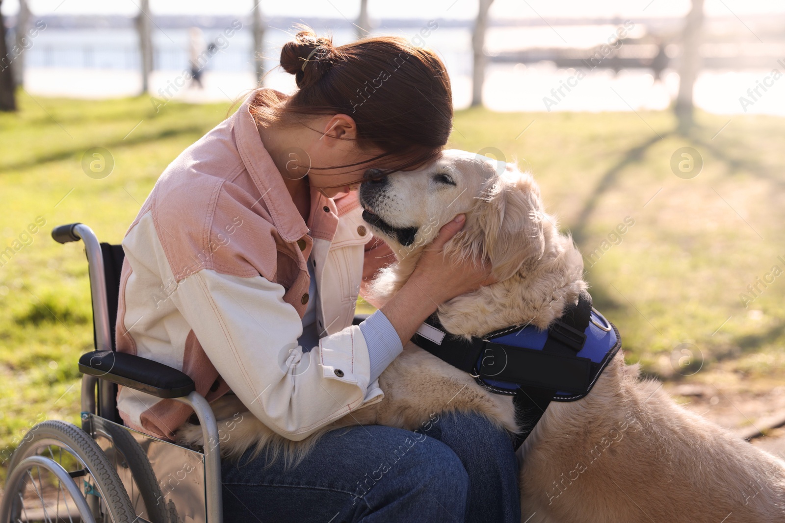 Woman in wheelchair hugging her service dog at park Photo of Woman in wheelchair hugging her service dog at park