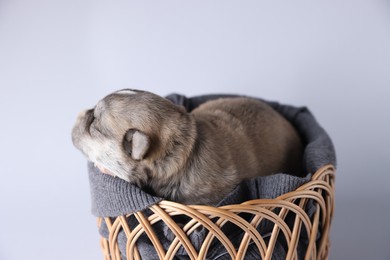 Photo of One tiny puppy sleeping in wicker basket against white background