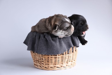 Photo of Tiny puppies sleeping in wicker basket against white background