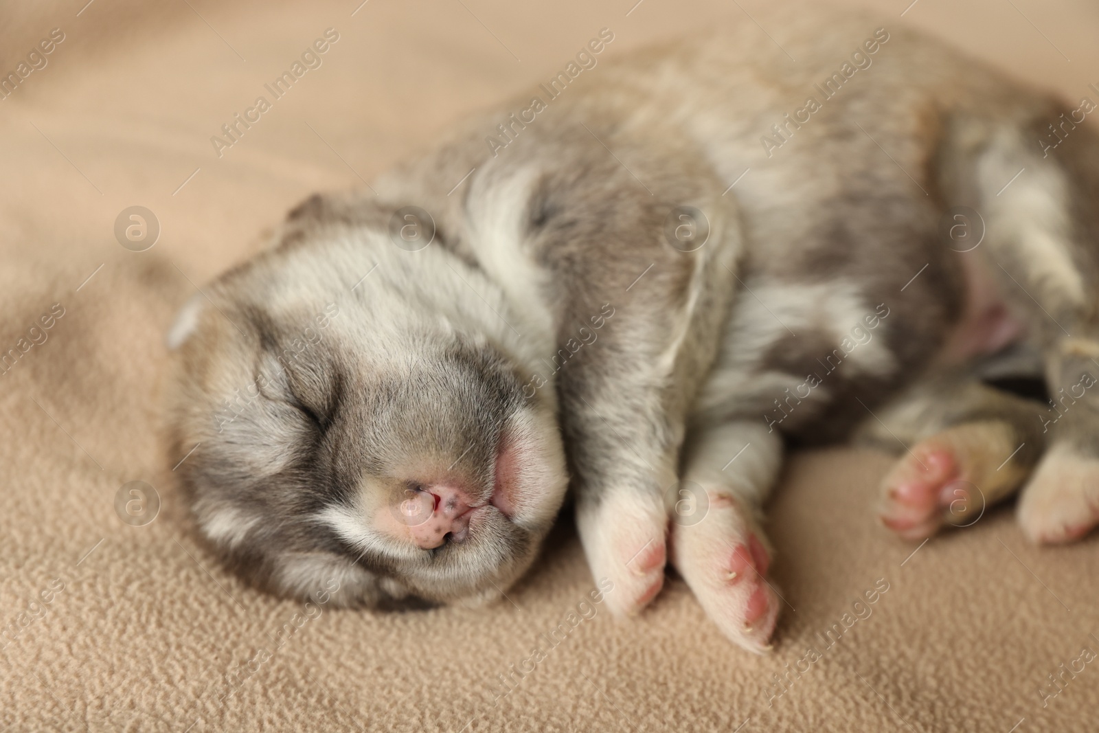 One tiny puppy sleeping on beige blanket, closeup Photo of One tiny puppy sleeping on beige blanket, closeup