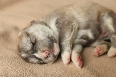 Photo of One tiny puppy sleeping on beige blanket, closeup