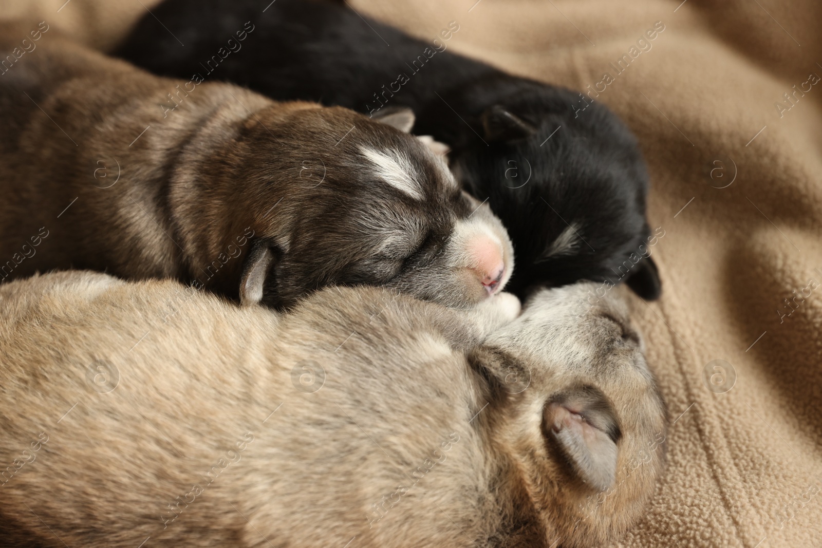 Tiny puppies sleeping together on beige blanket, closeup Photo of Tiny puppies sleeping together on beige blanket, closeup