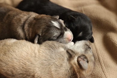 Photo of Tiny puppies sleeping together on beige blanket, closeup