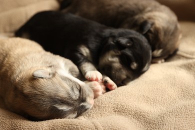 Photo of Tiny puppies sleeping together on beige blanket, closeup