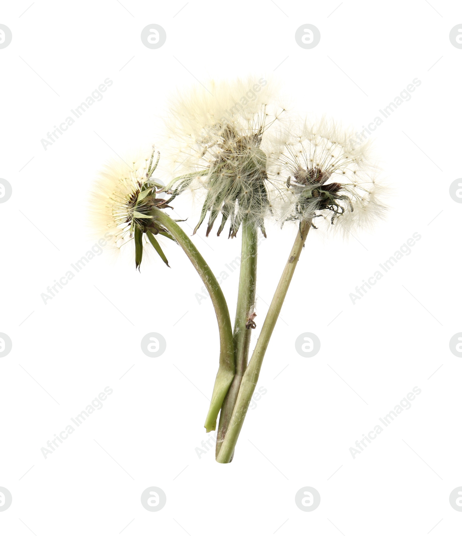 Three beautiful dandelion flowers isolated on white Photo of Three beautiful dandelion flowers isolated on white