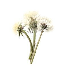 Photo of Three beautiful dandelion flowers isolated on white