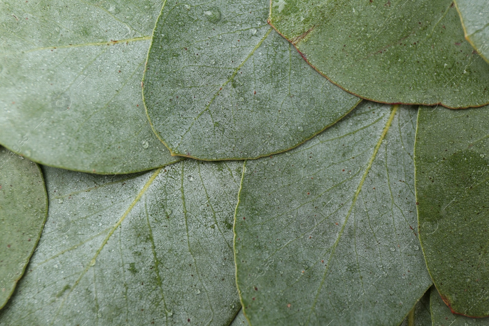 Beautiful fresh green eucalyptus leaves as background, top view Photo of Beautiful fresh green eucalyptus leaves as background, top view
