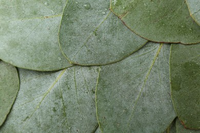 Photo of Beautiful fresh green eucalyptus leaves as background, top view