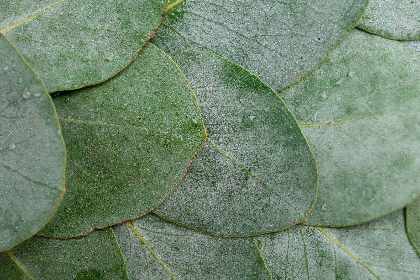 Beautiful fresh green eucalyptus leaves as background, top view Photo of Beautiful fresh green eucalyptus leaves as background, top view