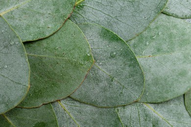 Photo of Beautiful fresh green eucalyptus leaves as background, top view
