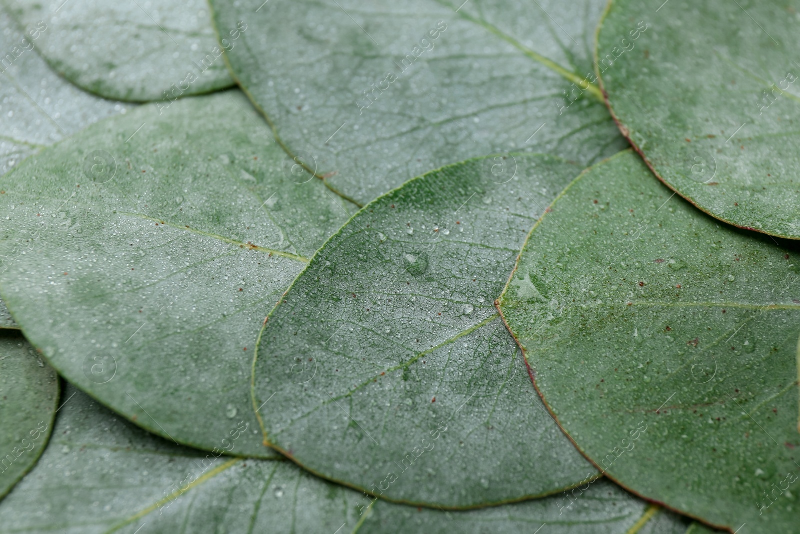 Beautiful fresh green eucalyptus leaves as background, closeup Photo of Beautiful fresh green eucalyptus leaves as background, closeup