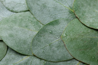 Photo of Beautiful fresh green eucalyptus leaves as background, closeup