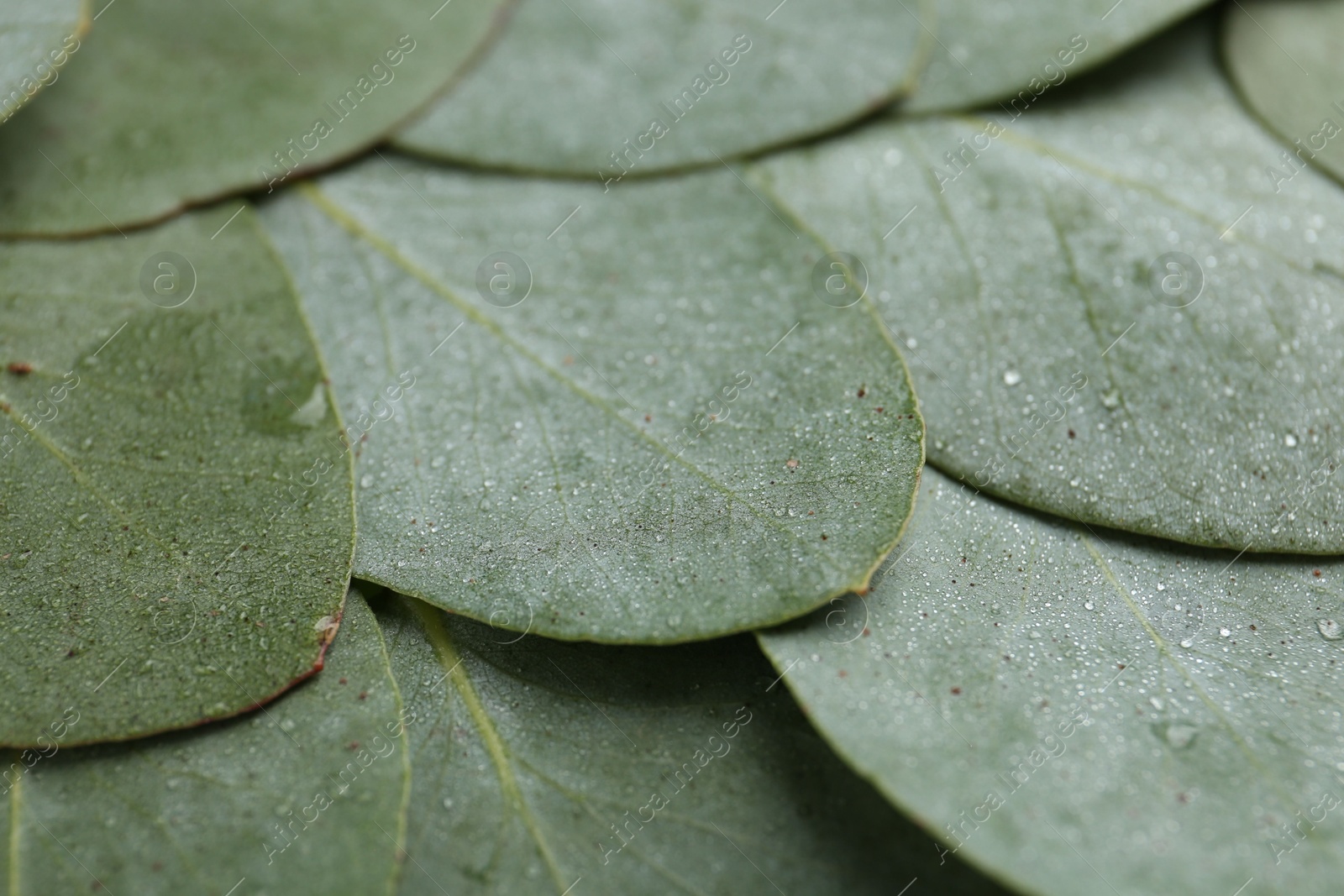 Beautiful fresh green eucalyptus leaves as background, closeup Photo of Beautiful fresh green eucalyptus leaves as background, closeup
