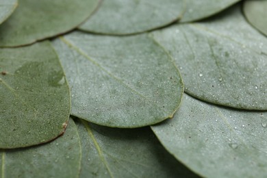 Photo of Beautiful fresh green eucalyptus leaves as background, closeup