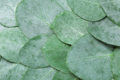 Photo of Beautiful fresh green eucalyptus leaves as background, top view