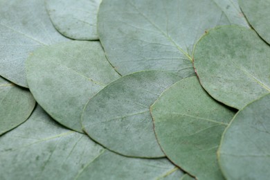 Photo of Beautiful fresh green eucalyptus leaves as background, closeup
