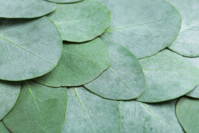 Photo of Beautiful fresh green eucalyptus leaves as background, closeup