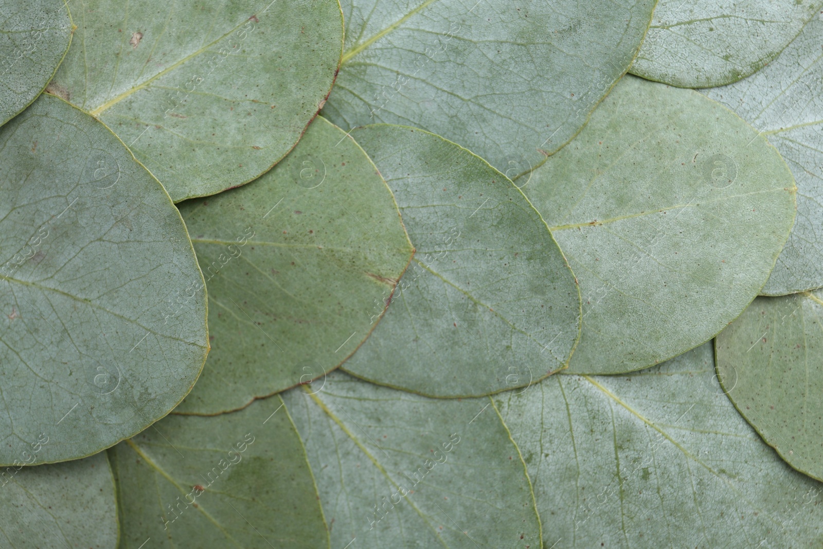 Photo of Beautiful fresh green eucalyptus leaves as background, top view