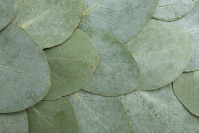 Photo of Beautiful fresh green eucalyptus leaves as background, top view