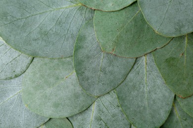 Photo of Beautiful fresh green eucalyptus leaves as background, top view