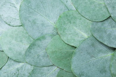 Photo of Beautiful fresh green eucalyptus leaves as background, top view