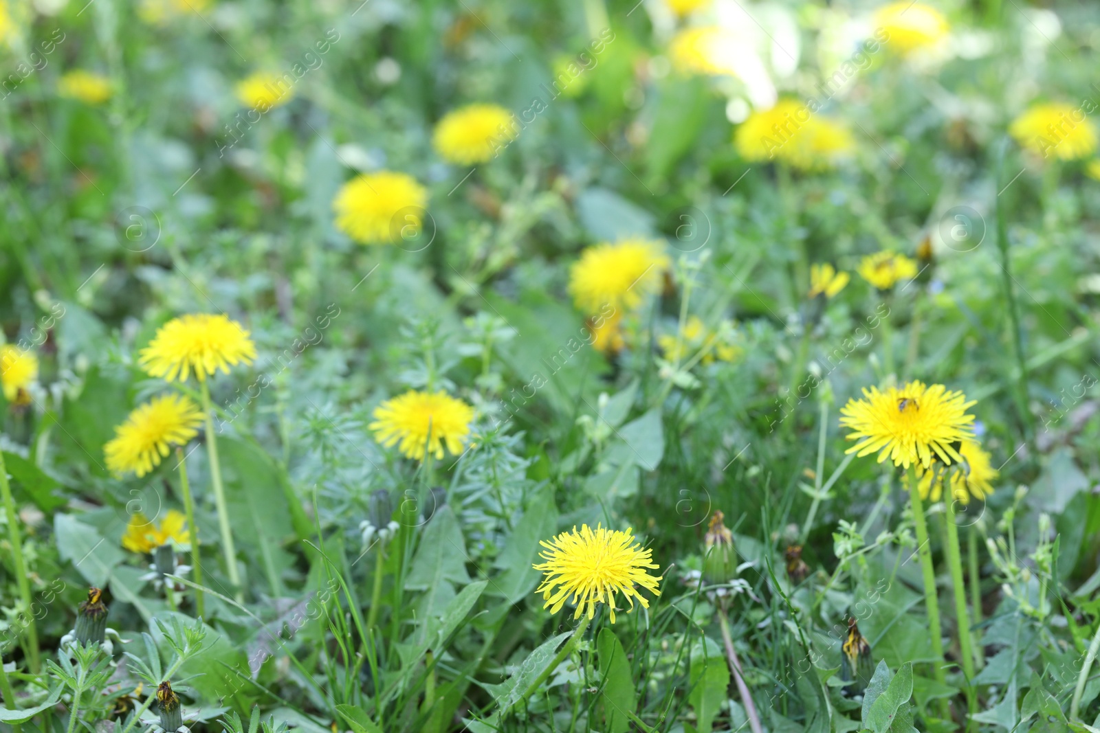 Beautiful dandelion flowers and green grass outdoors Photo of Beautiful dandelion flowers and green grass outdoors