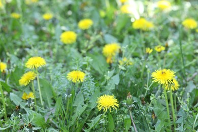 Photo of Beautiful dandelion flowers and green grass outdoors