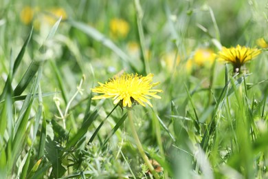Photo of Beautiful dandelion flowers and green grass outdoors