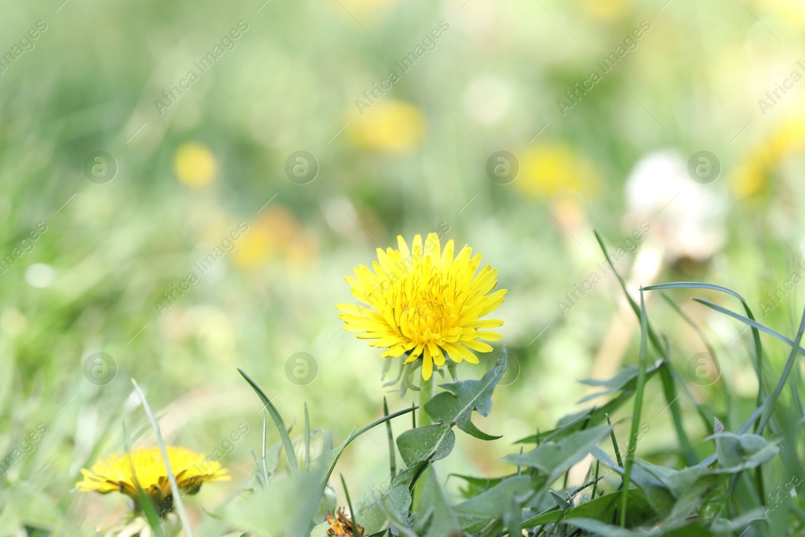 Beautiful dandelion flowers and green grass outdoors Photo of Beautiful dandelion flowers and green grass outdoors