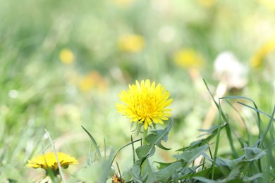 Photo of Beautiful dandelion flowers and green grass outdoors