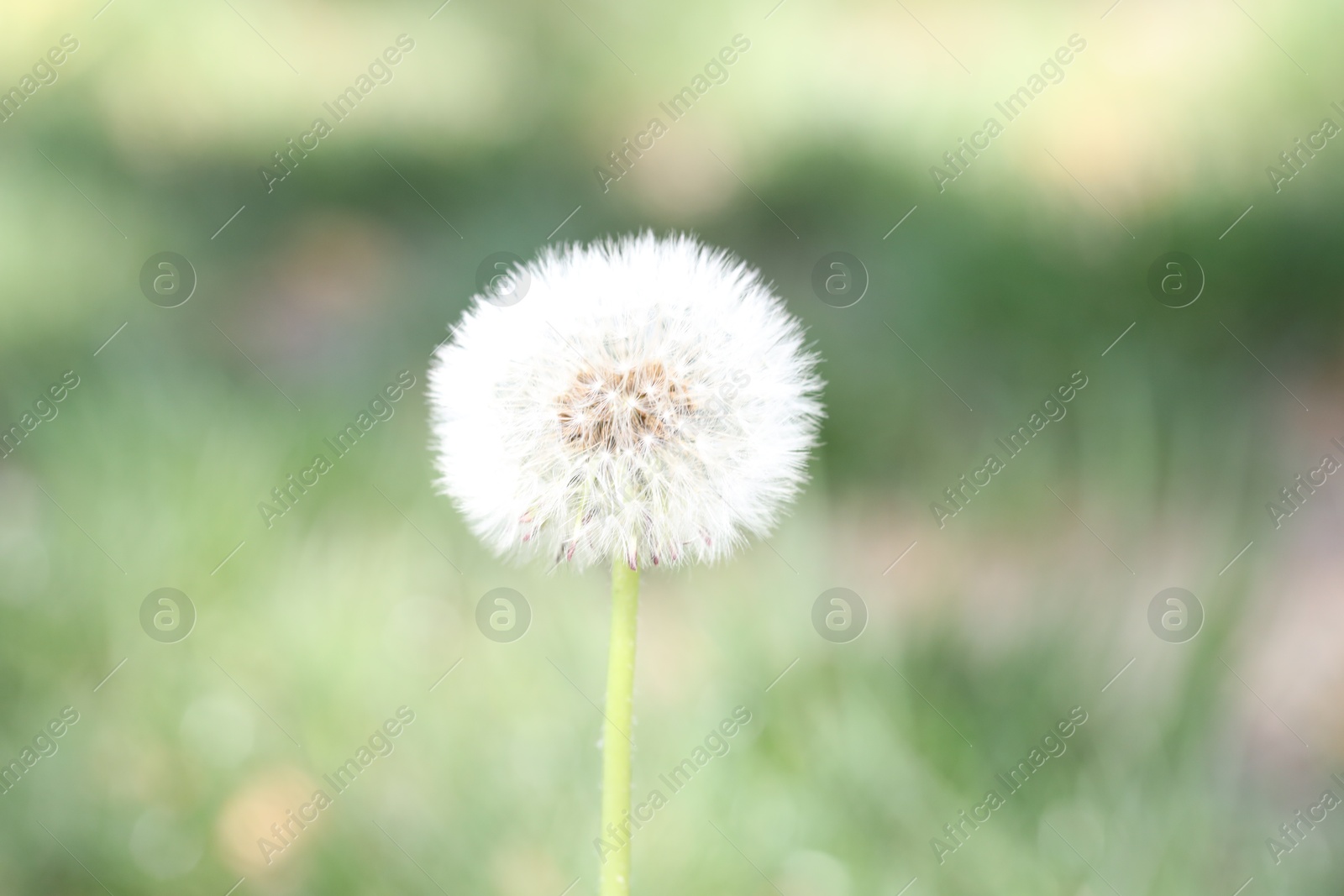 Beautiful dandelion flower and green grass outdoors Photo of Beautiful dandelion flower and green grass outdoors