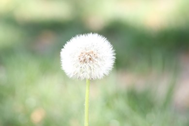 Photo of Beautiful dandelion flower and green grass outdoors