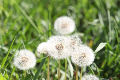 Photo of Beautiful dandelion flowers and green grass outdoors