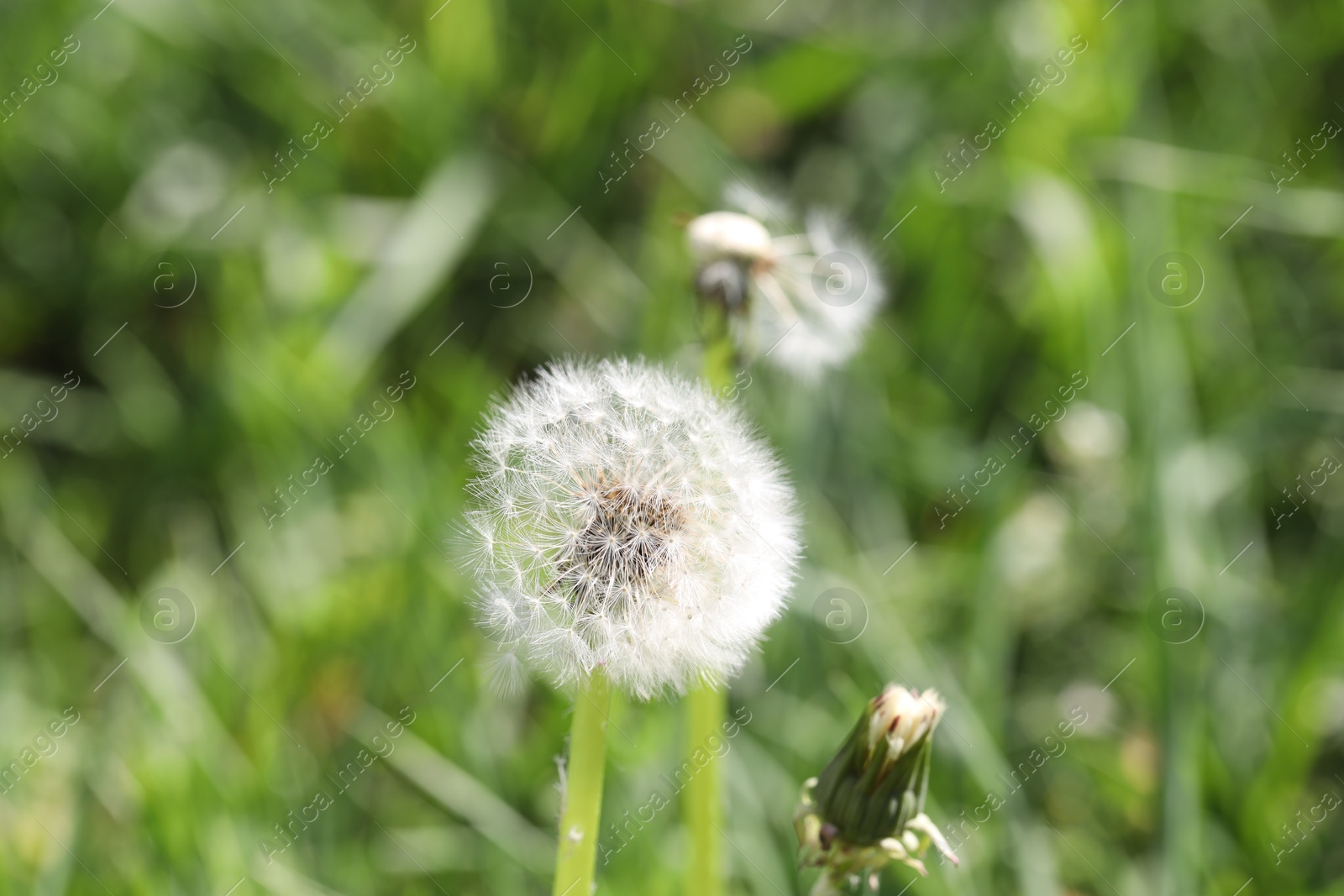 Beautiful dandelion flowers and green grass outdoors Photo of Beautiful dandelion flowers and green grass outdoors
