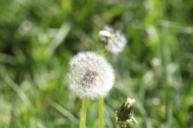 Photo of Beautiful dandelion flowers and green grass outdoors