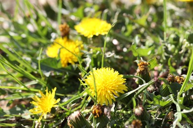 Photo of Beautiful dandelion flowers and green grass outdoors