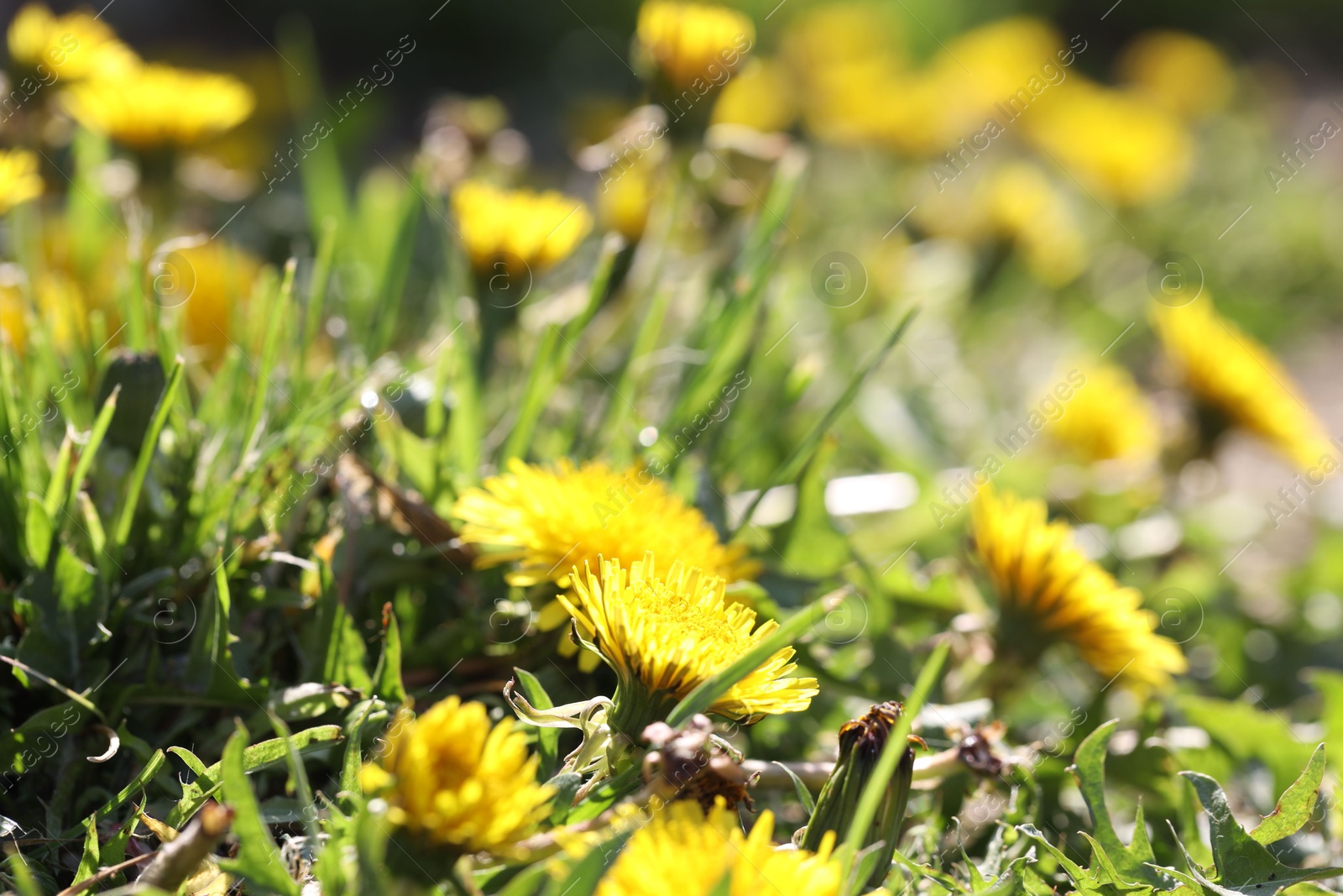 Beautiful dandelion flowers and green grass outdoors Photo of Beautiful dandelion flowers and green grass outdoors