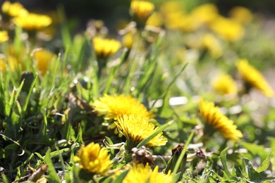 Photo of Beautiful dandelion flowers and green grass outdoors