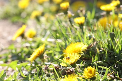 Photo of Bee collecting pollen from dandelion flower outdoors, closeup