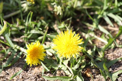 Photo of Beautiful dandelion flowers and green grass outdoors
